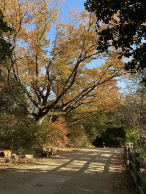 高氏③